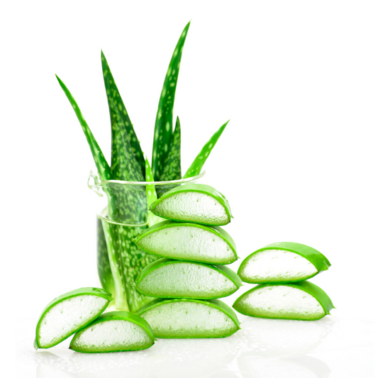 The Healing Touch of Aloe: Unveiling the Wonders of Nature's Wonder Plant