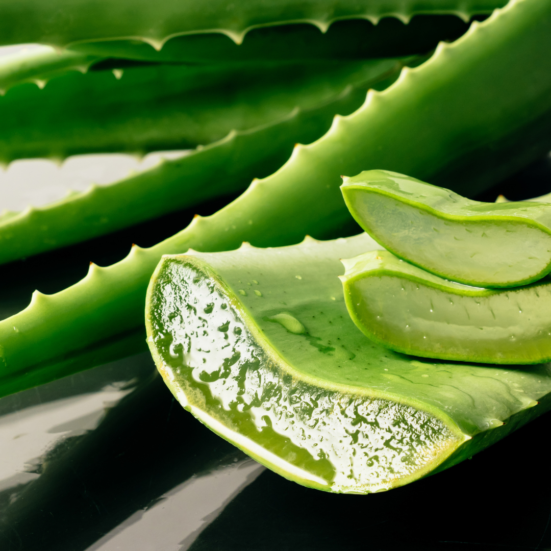 The Healing Touch of Aloe